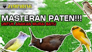 MASTERAN PATEN UNTUK ANAKAN MURAI BATU 100% JUARA || JAMPARING BIRD FARM