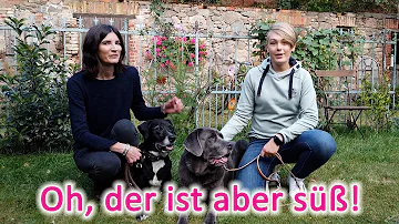 Warum sollte man Hunde nicht begrüßen?