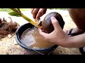 cara belajar membuat bonsai kelapa sederhana bagi pemula