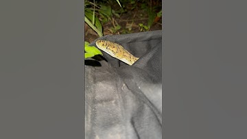 Releasing a very shy Coastal Carpet Python #snake #australia #snakecatcher #snakevideo #python