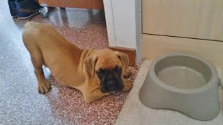 Cute boxer puppy's first day home