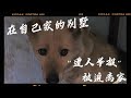 因遭人举报被迫离开生活九年的家，狗狗留下不舍的眼泪，太无奈了   Dog  rescu in China   2023 05 18