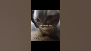 Chipi Chipi Chapa Chapa Dubi Dubi Daba Daba 