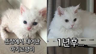 셀커크렉스/새끼고양이 입양후 1년간의기록/한번도 고양이 키워본적없는 가족(ENG SUB)