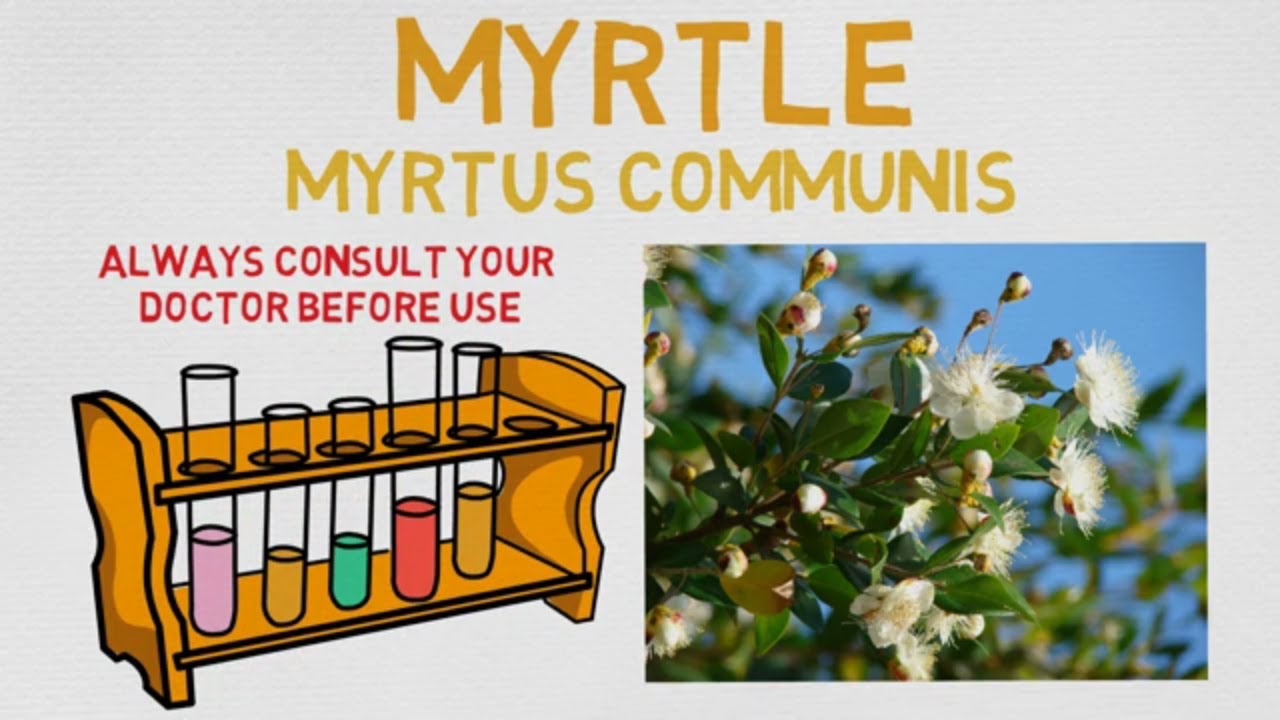 Essential Oil Breakdown: Myrtle Oil! Benefits, Uses, and History (Aromatherapy)