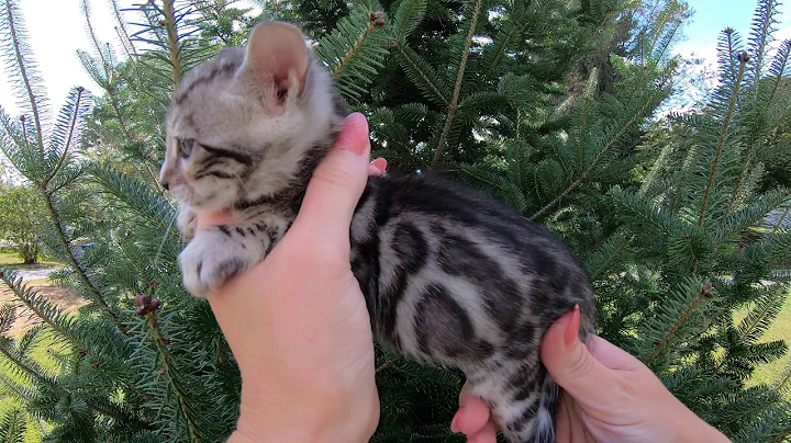 Video 656161: silver spotted bengal kitten, spotted male bengal kitten, black bengal kitten
