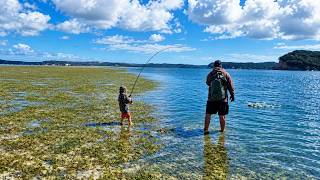 SUPER Shallow Snapper With My 4 YEAR OLD! CATCH & COOK