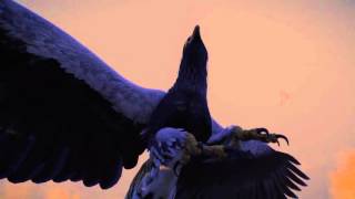 Wander: Dusk Flight of the Tiger Griffin
