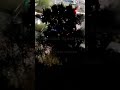 Видео пожара в ресторане на улице Чкалова в Оренбурге