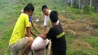 Preparing Pig For Bbq Filipino Style