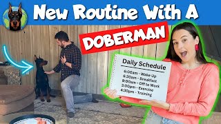Following a FIRSTTIME Doberman Owner for a Full Day!