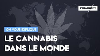 Cannabis : état des lieux dans le monde