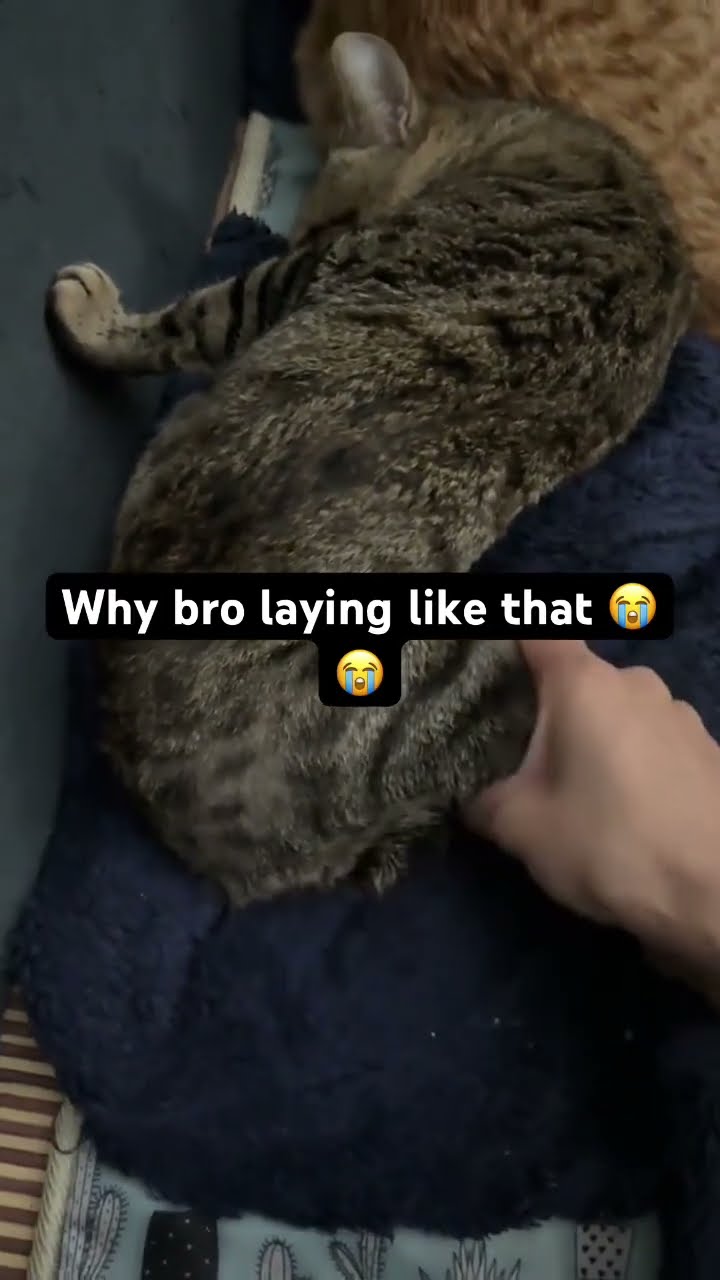 When bro just vibing and laid out like a question mark