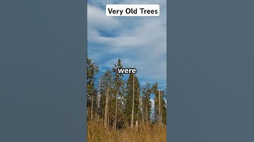 The Ancient Cloning Trees of Pando 🌳