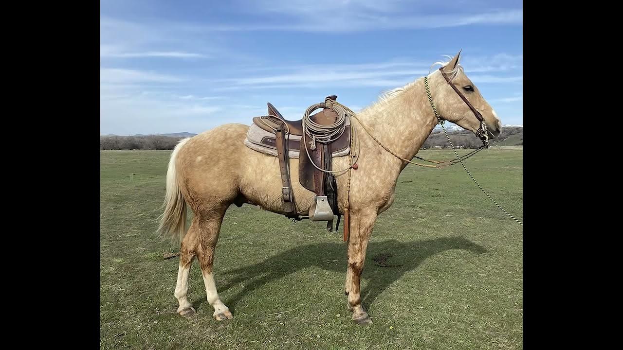 2022 Shelman Family Horse Sale Lot 42 Jetting To The Top Pictures