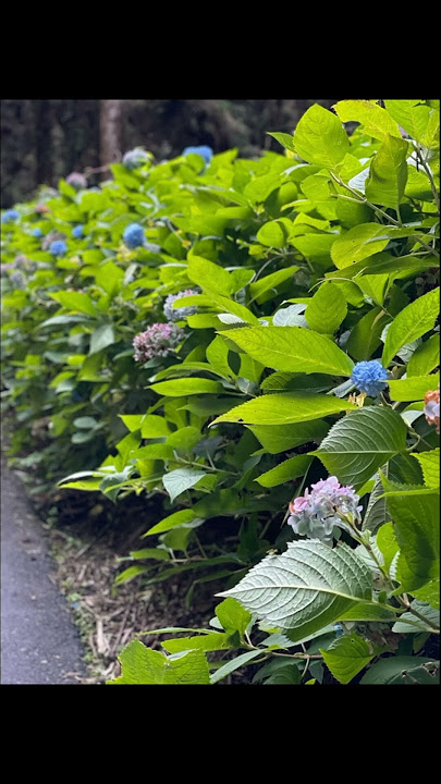 【禪茶音樂 茶道音樂】