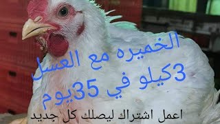 الخميره مع العسل خطيرة حاتشوف الفراخ 3كيلو في 35يوم