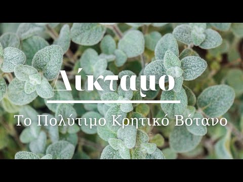 🌿✔️Δίκταμο - Το "Πολύτιμο" Βότανο με τα Εντυπωσιακά οφέλη | The Gardener