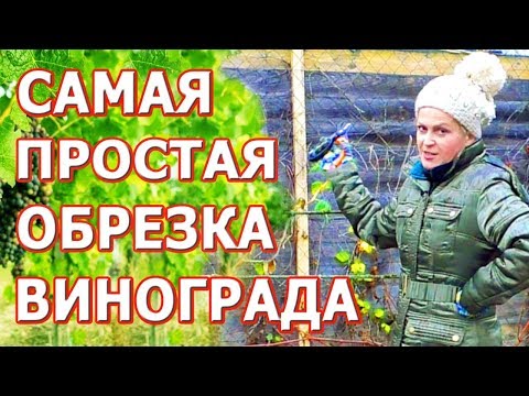 Обрезка винограда осенью, подготовка перед укрытием винограда. Подготовка винограда к зиме.