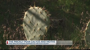 Invasive moth species poses serious threat to Texas’ prickly pear cactus