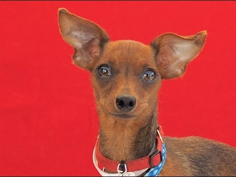 dog adoption mauritius ADOPTED! A5087651 Florence | Chihuahua/Italian Greyhound