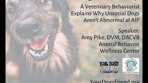 Dog Sociability –a veterinary behaviorist explains why unsocial dogs aren’t abnormal at all! 5-21-22