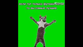#рекомендации #cat #мем #коты #кот #capcut #мемы #memes #shorts