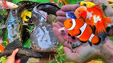 Video Bắt Cá Cảnh Đẹp Trong Ao Nhỏ, Cá Ba Đuôi, Cá Chép Sư Tử, Cá Koi, Cá Trân Châu