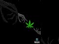 Exo_420🌿💯 Hard_Version💯