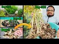 10 रुपए में उगाइये 10 किलो अदरक ~ Secret To Grow Tons Of Ginger In Container ~With 10 Months Updates