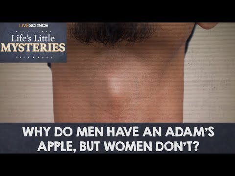 Video: Adam's Apple: Wat Is Het, Waarom Hebben Mannen Er Een En Meer