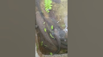 cá lóc đồng #shorts #fishing #caloc #moicau