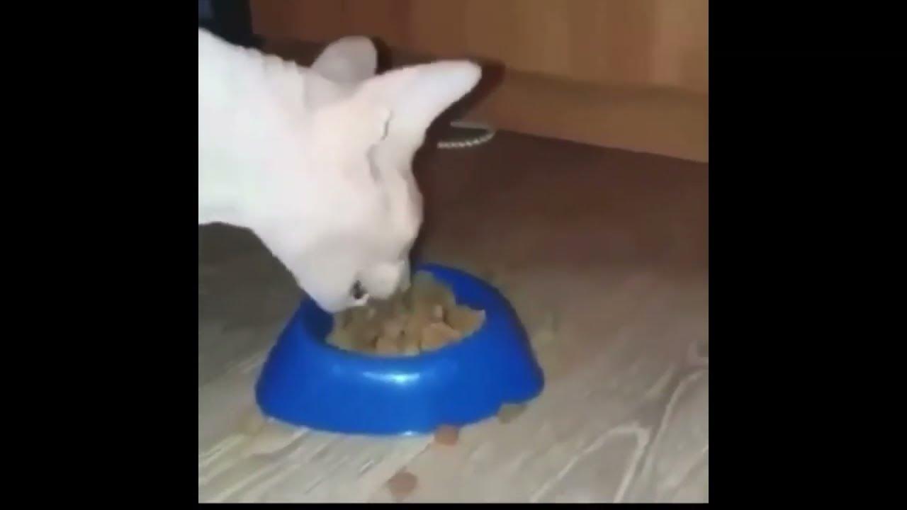 Гифка кот экскаватор. Землеройный кот. Кошка ест как экскаватор видео. Кот экскаватор. Кот экскаватор видео.