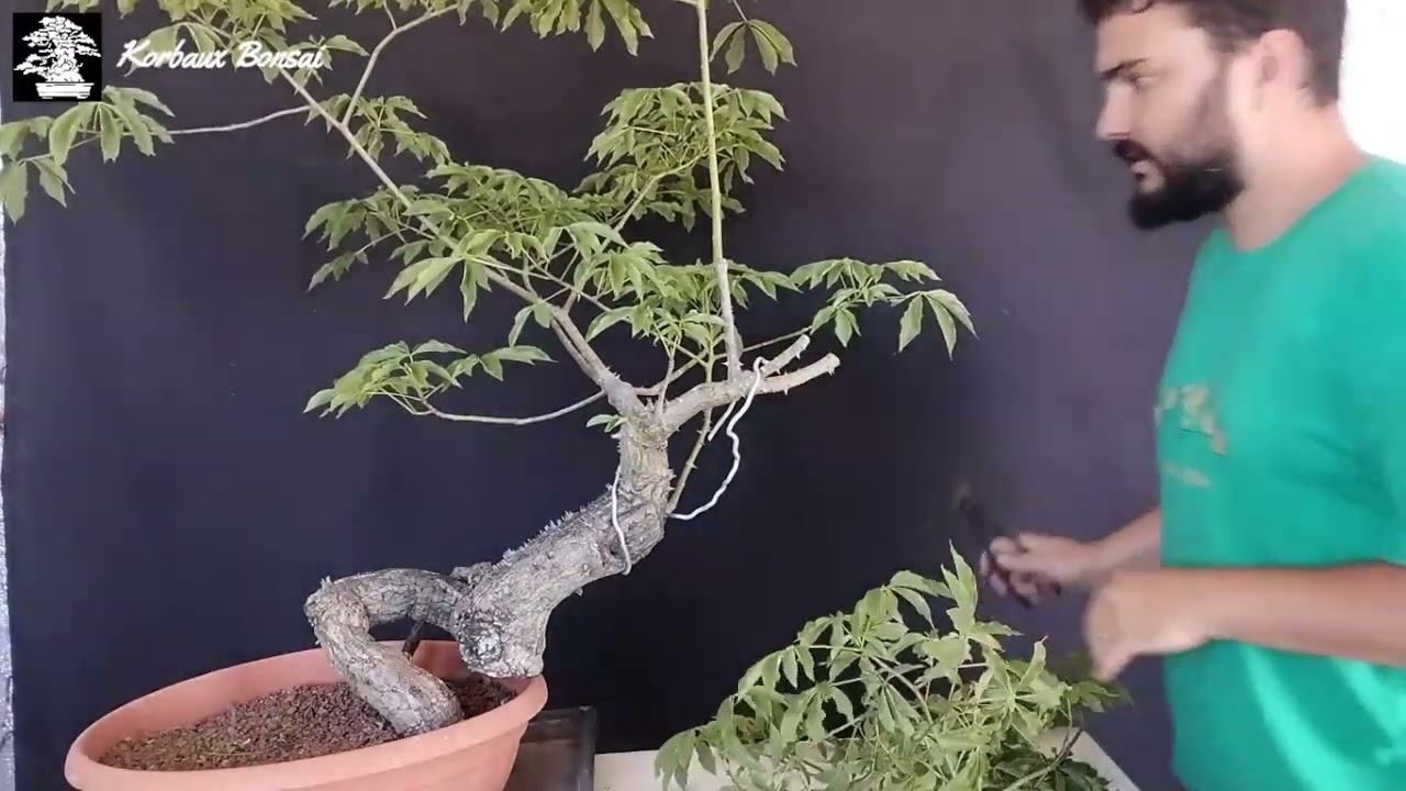 Palo Borracho Blanco  Poda (Ceiba chodatti)