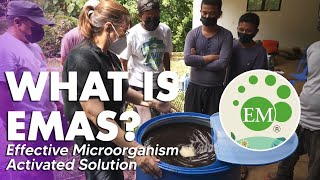 How to Make EMAS: Effective Microorganism Activated Solution (2021) | Angie Mead King