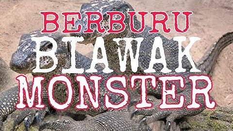 BERBURU BIAWAK MONSTER. #langkir#kicaujemberchanel#