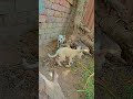 Tu Hi Yaar Mera рџђ Ytshorts Shorts Shortsfeed Viral Viralshorts Aliiftkhar Tu Hi Yaar Mera рџђ Ytshorts Shorts Shortsfeed Viral Viralshorts Aliiftkhar