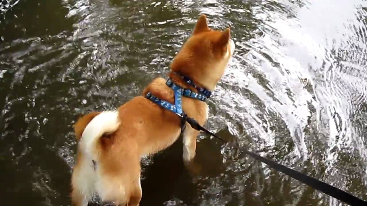 Does Your Shiba Like The Water The Shiba Inu Forum