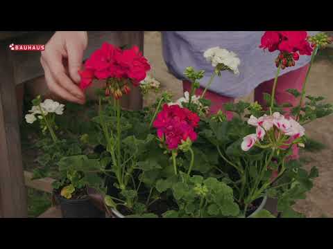 Video: Spindly geraniums - što učiniti s dugim pelargonijama