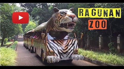 RAGUNAN ZOO | Jakarta Vlog