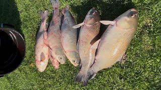 Big Fights Equals Big Fish 20lbs Carp 