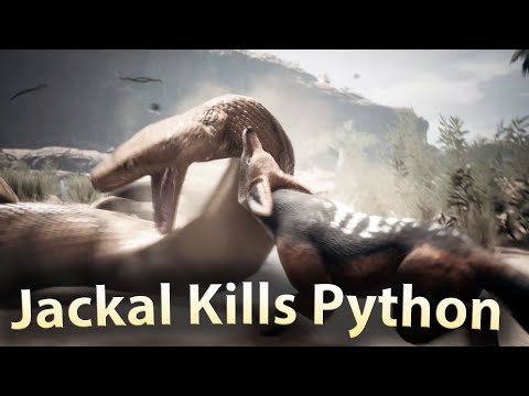 Jackal Kills Python Ancestors The Humankind Odyssey
