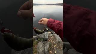 Окунь на спиннинг. Поймал-отпусти🐟 #рыбалка #fishing #reels #shortvideo #shorts #youtubeshorts
