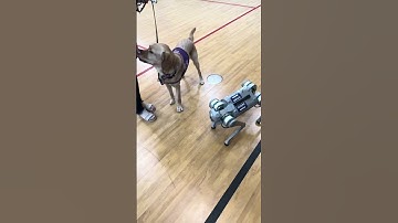 Astro practiced Obedience Training! Visit us at www.futuremakerlab.com #robotics #robodog #tech