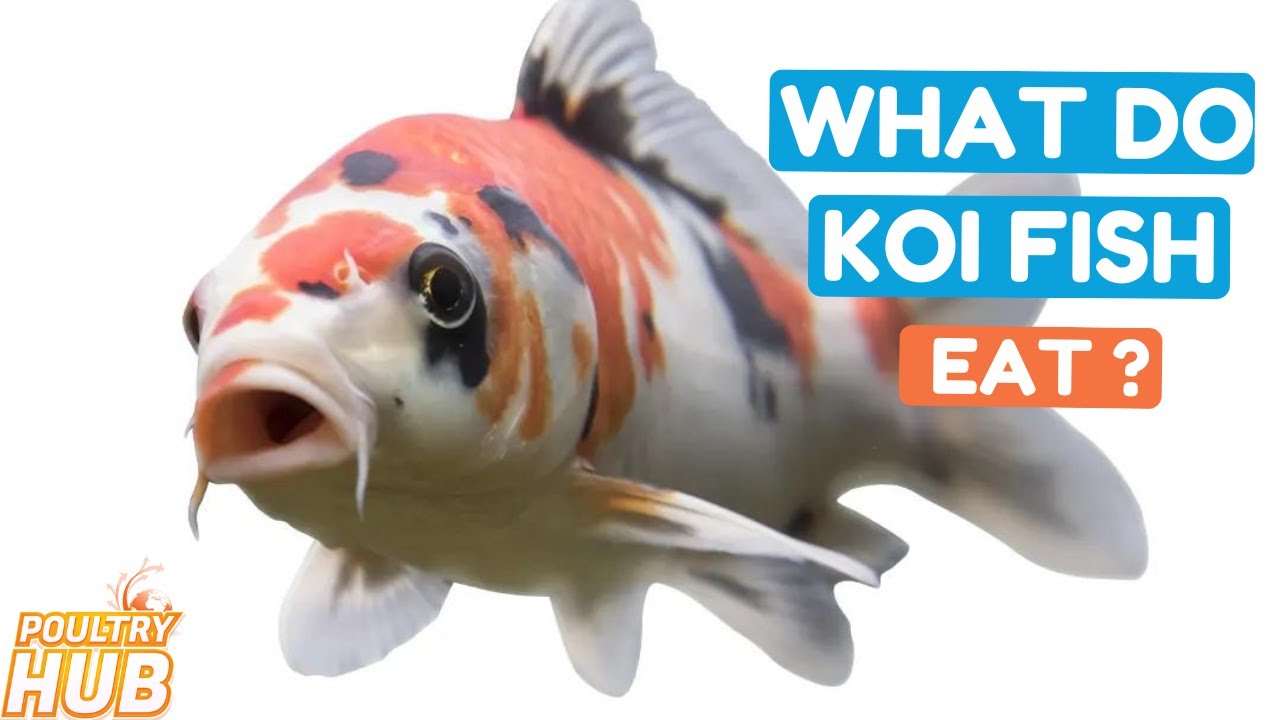 What Do KOI fish Eat YouTube What Do KOI fish Eat YouTube