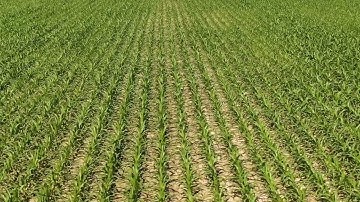 Palmer amaranth growing more resistant