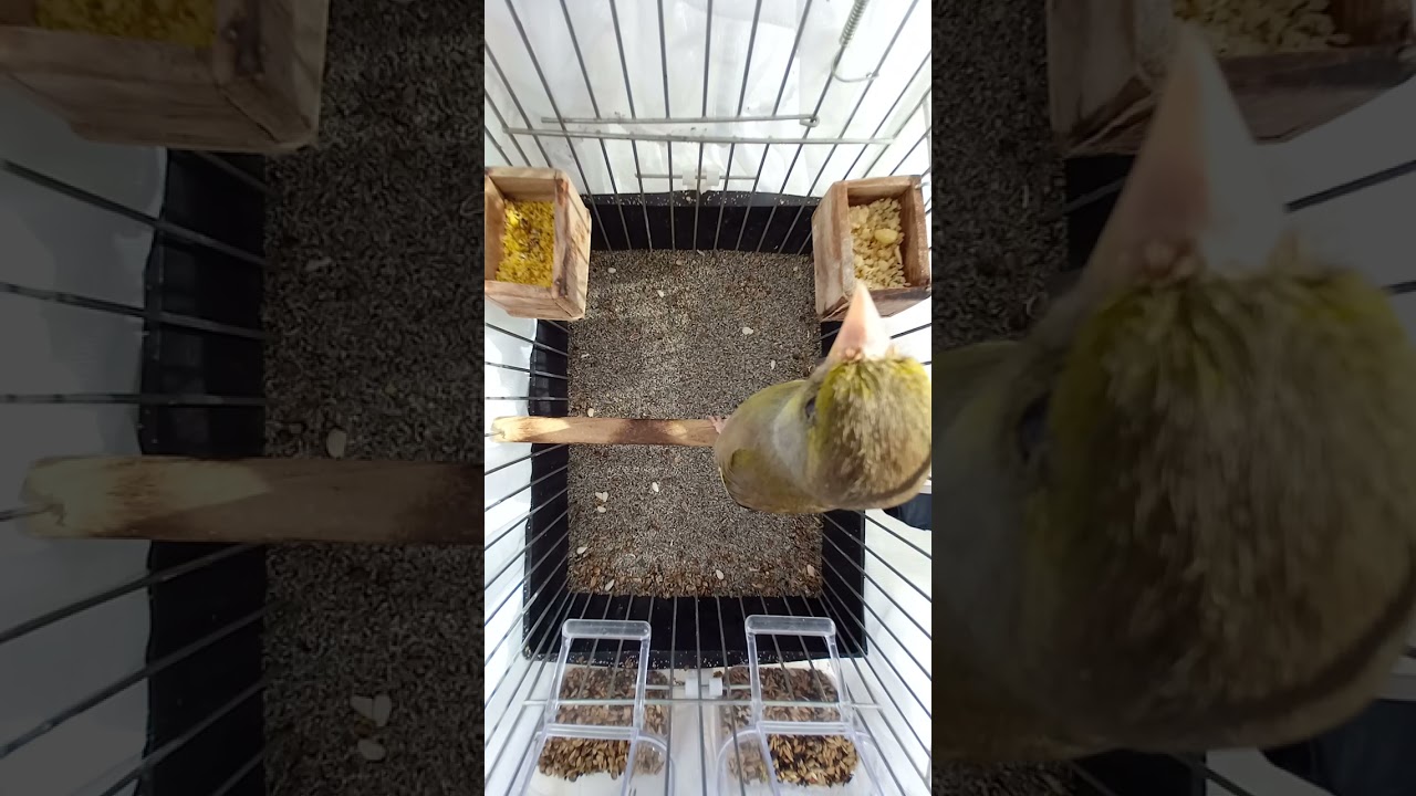 florya kuşu kurbağa(flurya kuşu)