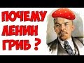 В 4 утра / Почему Ленин гриб?