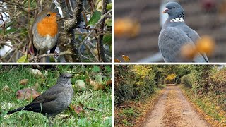 Autumn Ambience in the UK: Relaxing Birds and Birdsong