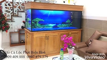 Hồ cá rồng lắp đặt tại Biên Hoà - Đồng Nai